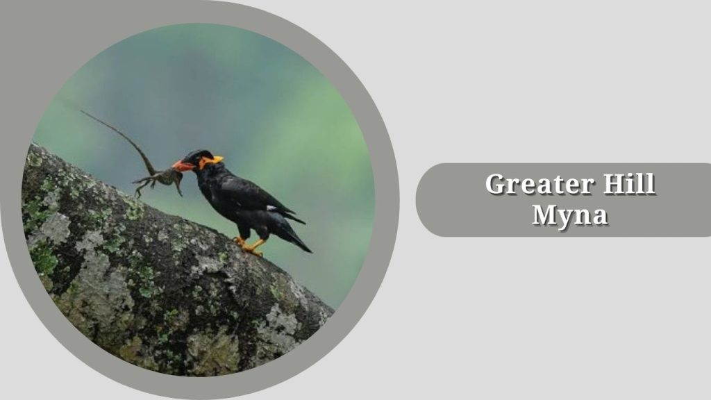 Greater Hill Myna