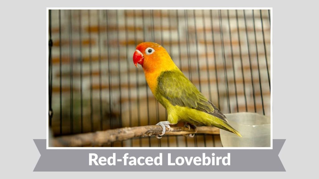 Red-faced Lovebird