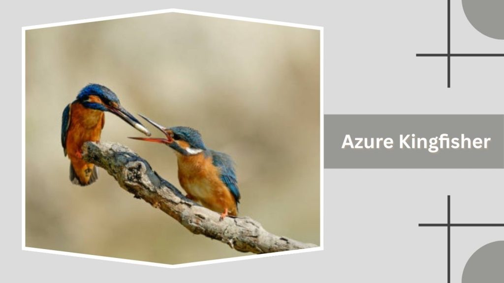 Azure Kingfisher