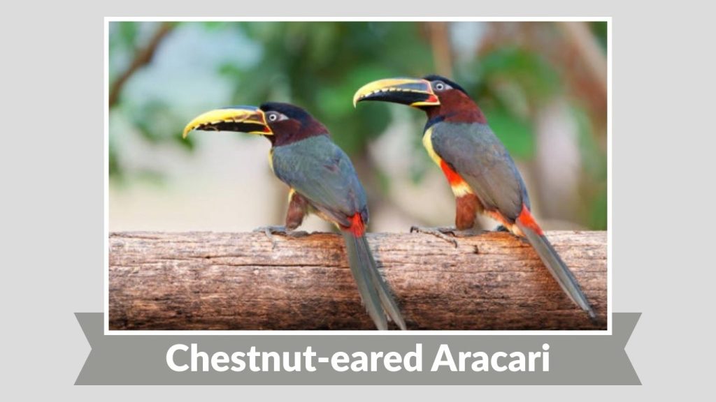 Chestnut-eared Aracari