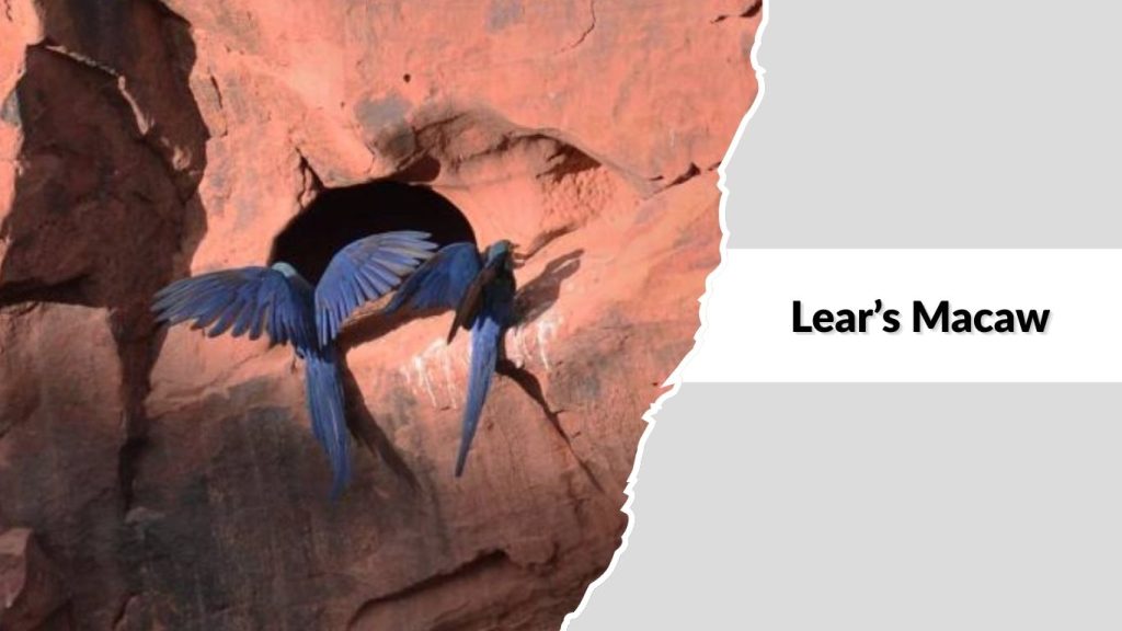 Lear’s Macaw