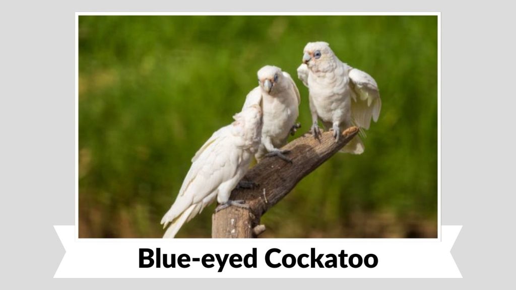 Blue-eyed Cockatoo