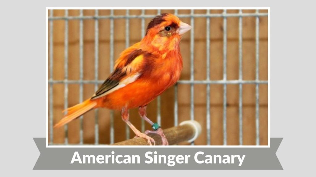 American Singer Canary