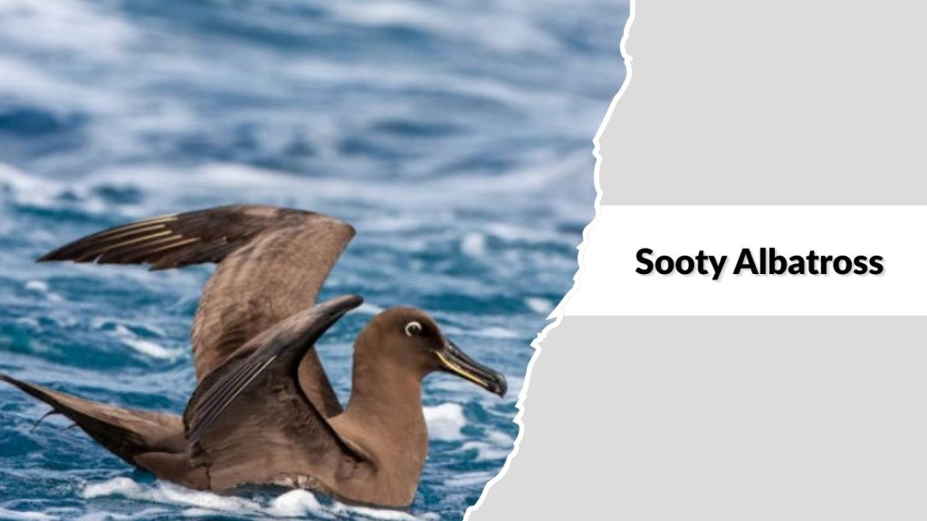 Sooty Albatross 