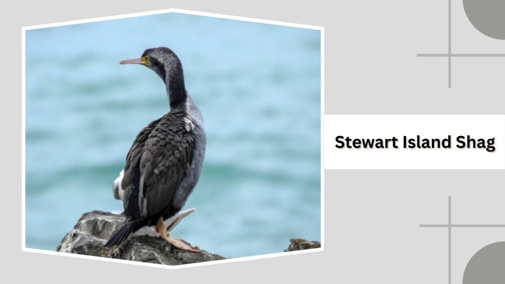 Stewart Island Shag