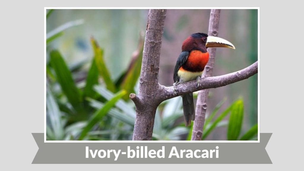 Ivory-billed Aracari