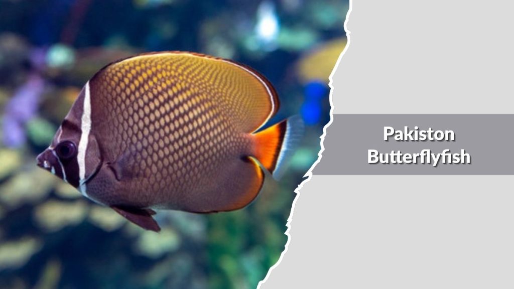 Pakiston Butterflyfish