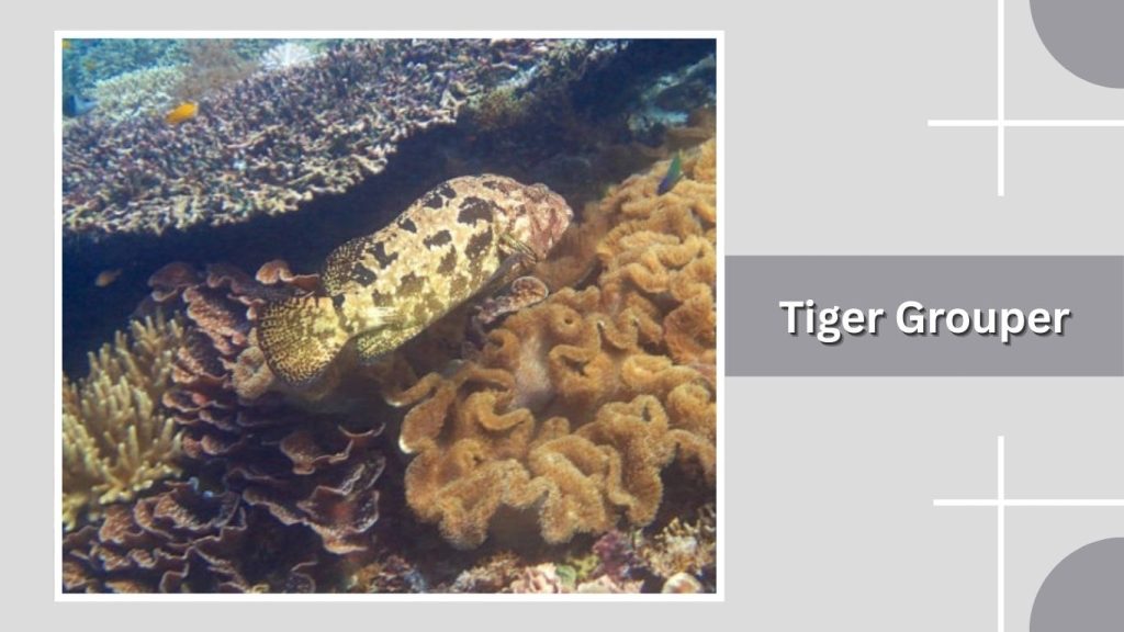  Tiger Grouper