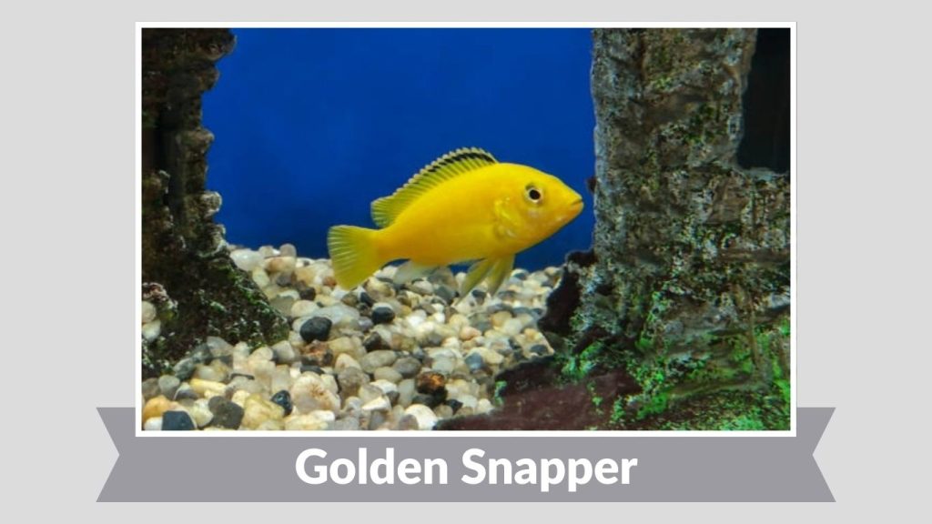 Golden Snapper