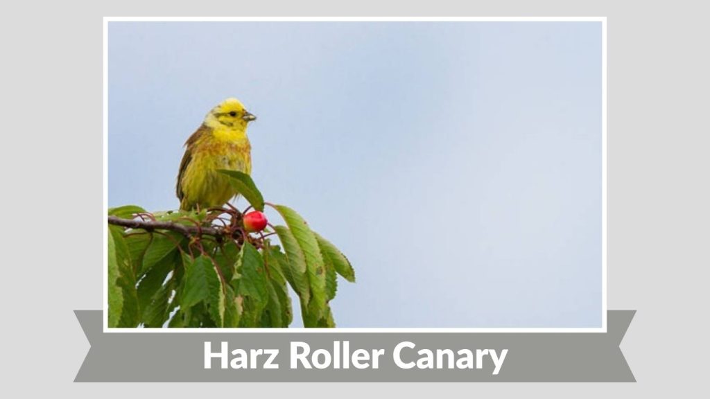 Harz Roller Canary