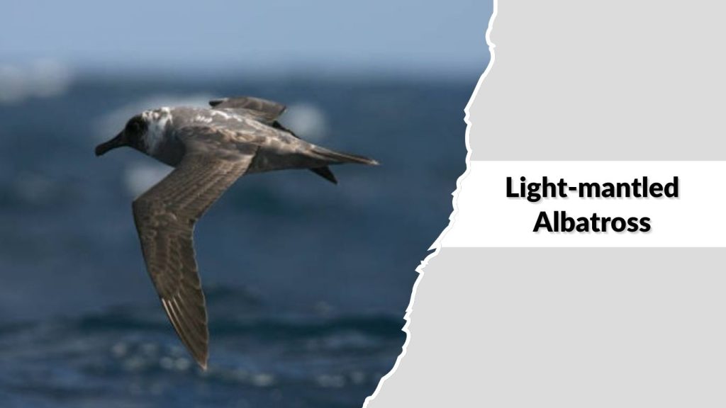 Light-mantled Albatross