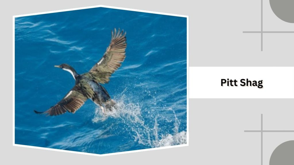 Pitt Shag