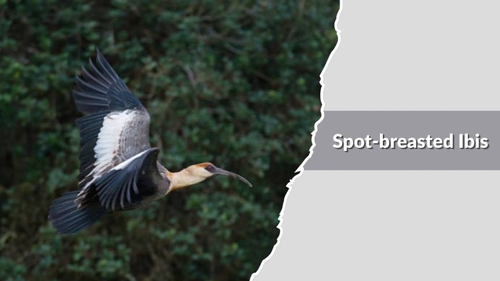 Spot-breasted Ibis