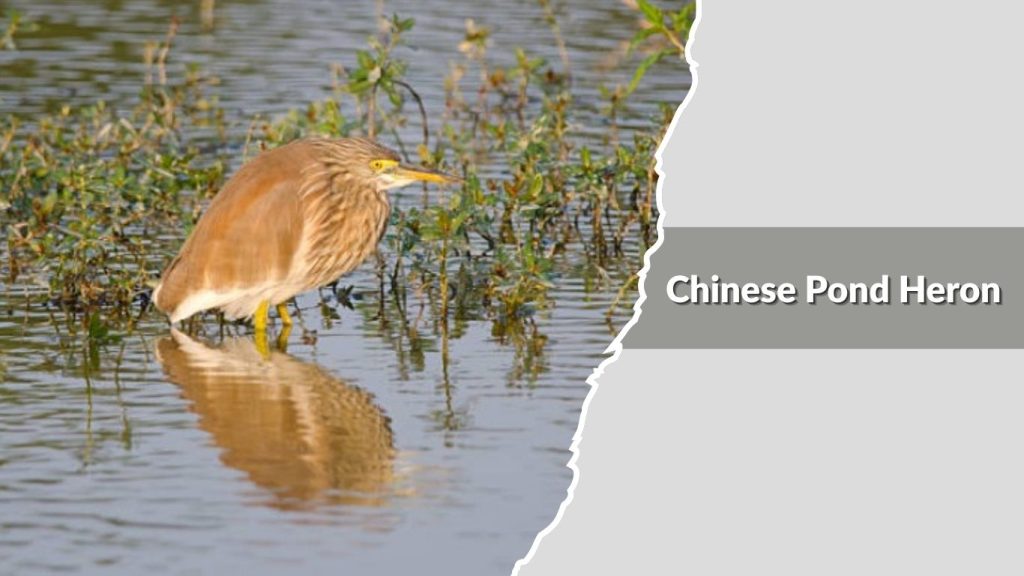 Chinese Pond Heron