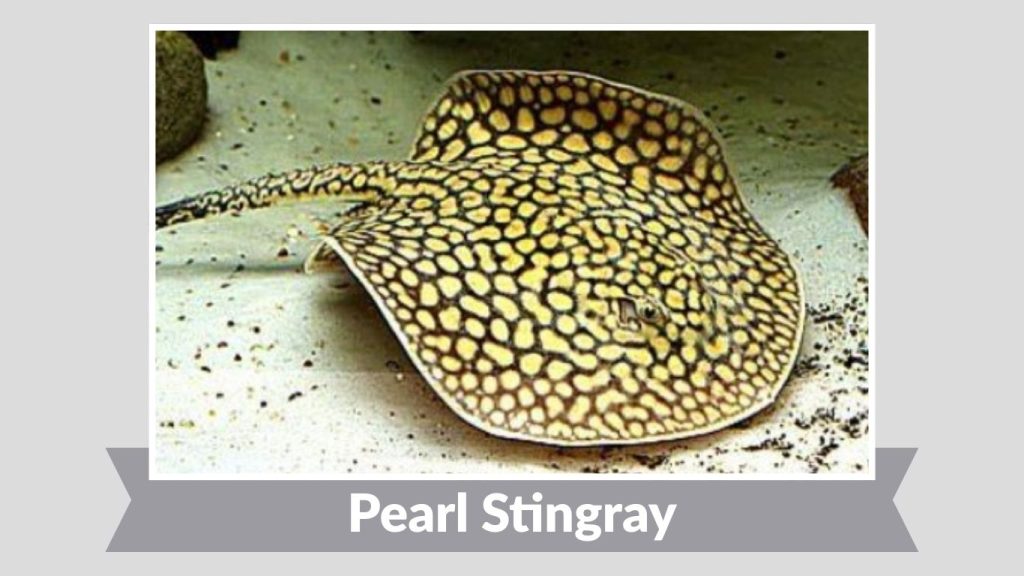 Pearl Stingray