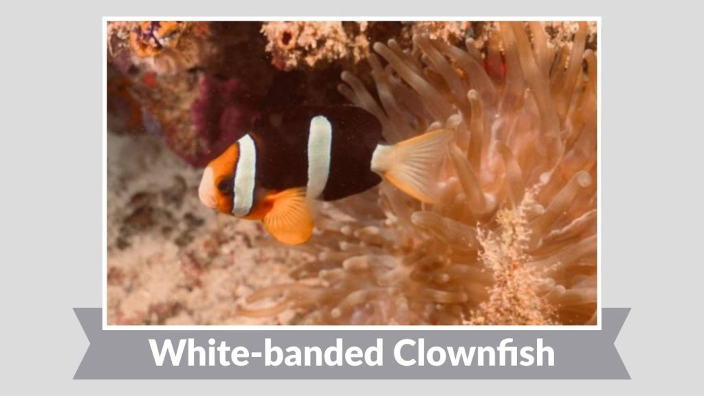 White-banded Clownfish