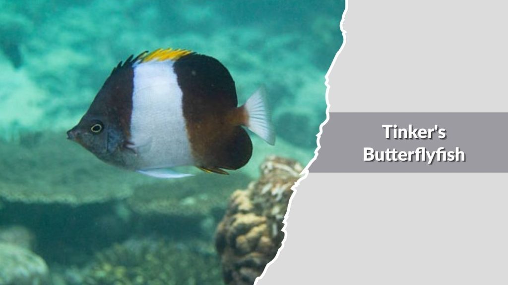 Tinker's Butterflyfish