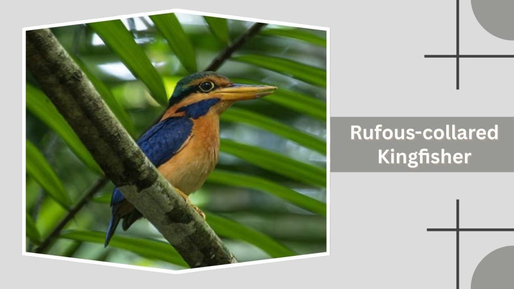 Rufous-collared Kingfisher