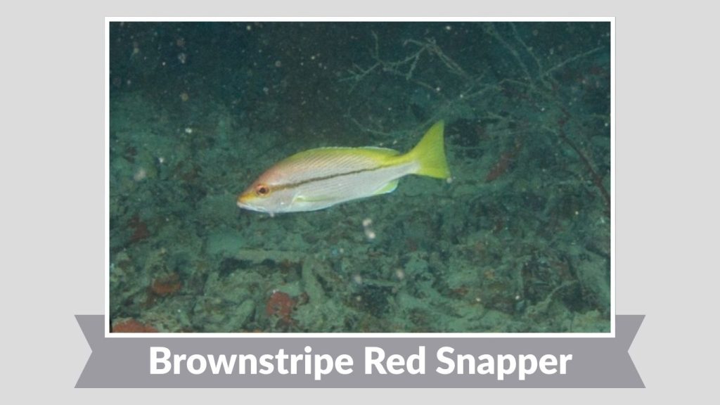 Brownstripe Red Snapper