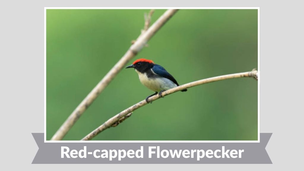 Red-capped Flowerpecker