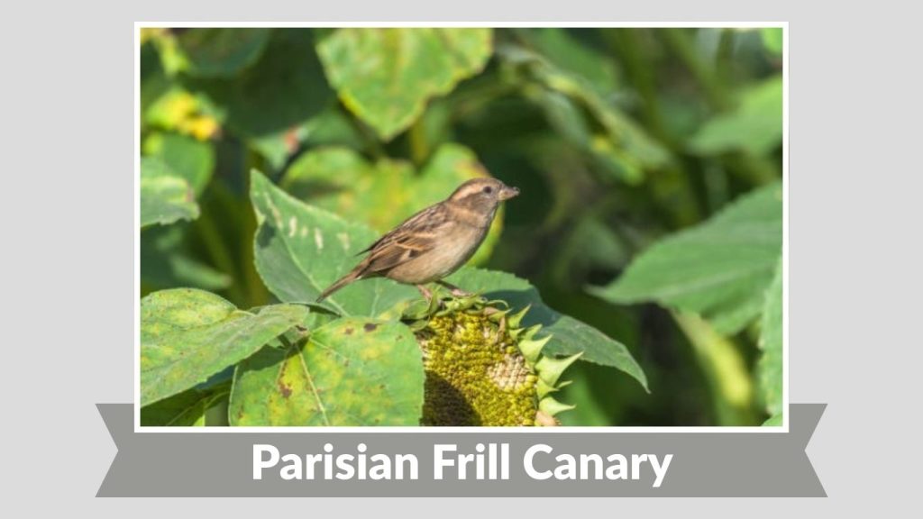Parisian Frill Canary