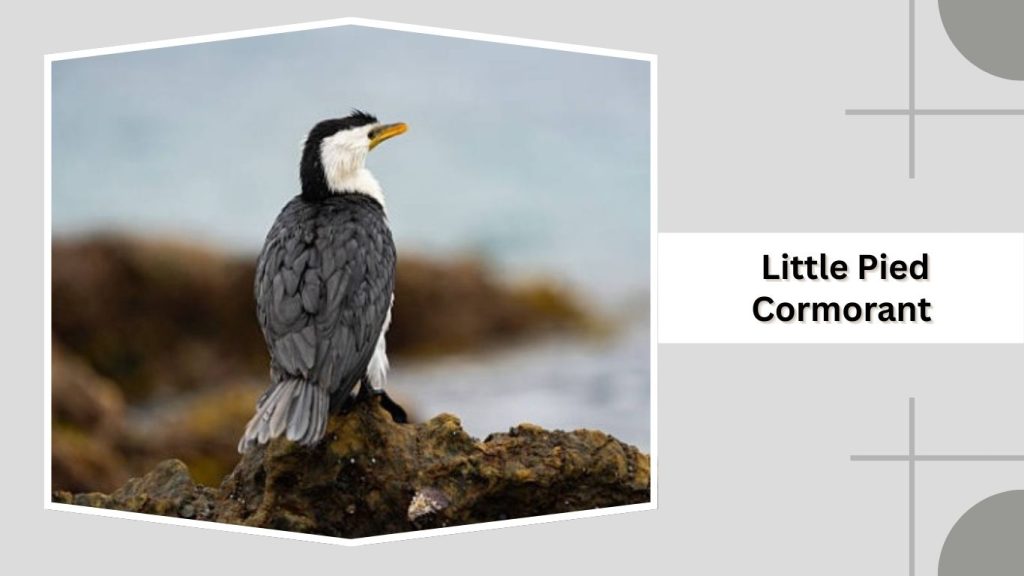 Little Pied Cormorant