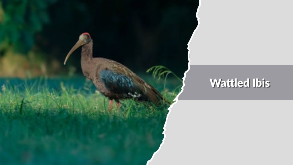 Wattled Ibis