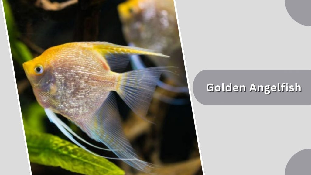 Golden Angelfish