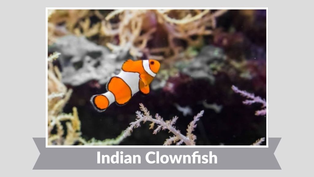 Indian Clownfish