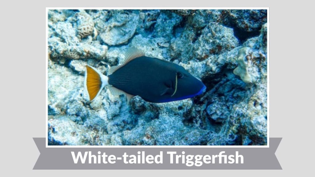 White-tailed Triggerfish