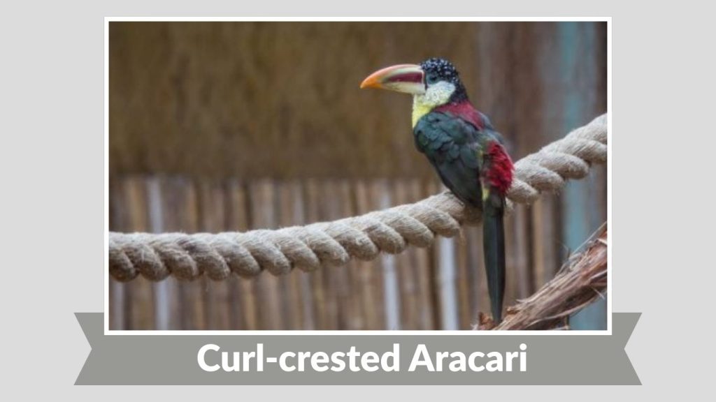 Curl-crested Aracari