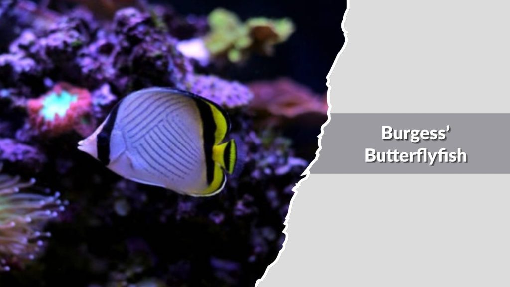 Burgess’ Butterflyfish