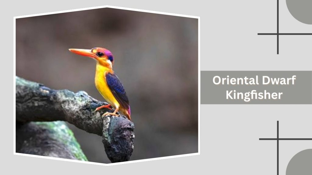 Oriental Dwarf Kingfisher