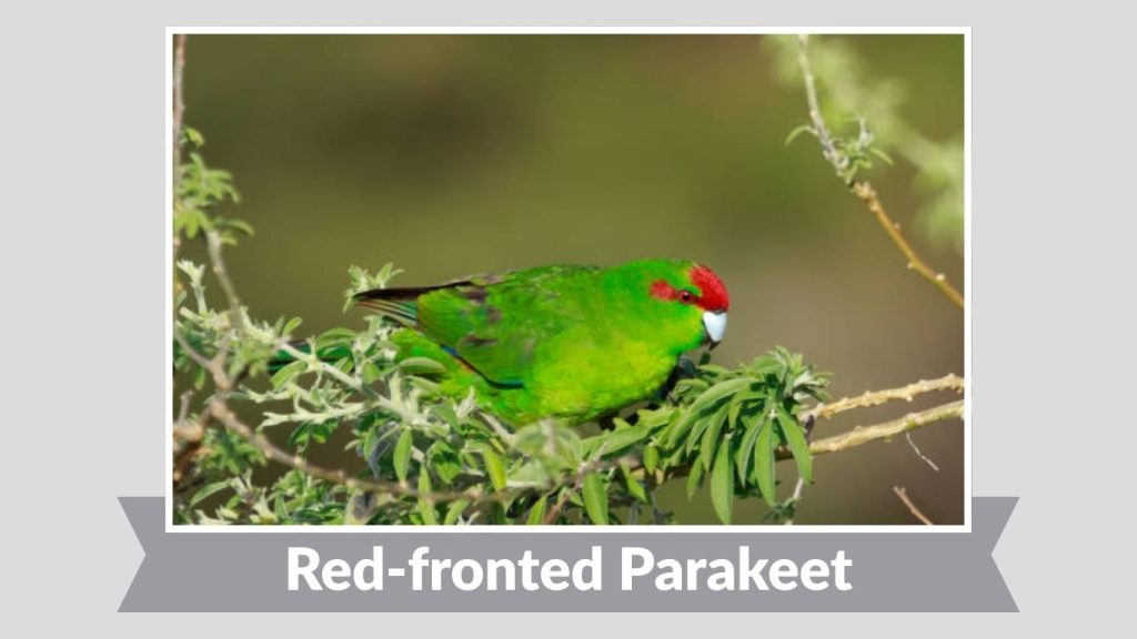 Red-fronted Parakeet