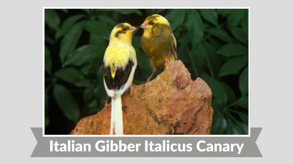 Italian Gibber Italicus Canary