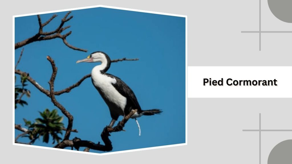 Pied Cormorant