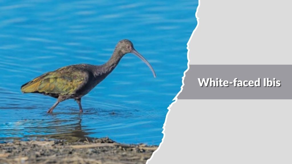 White-faced Ibis