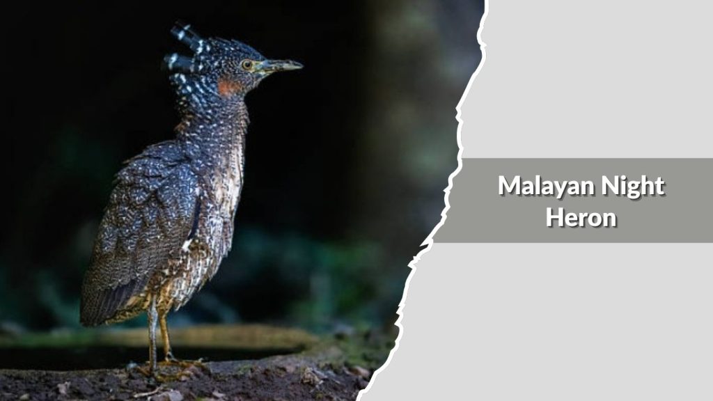 Malayan Night Heron