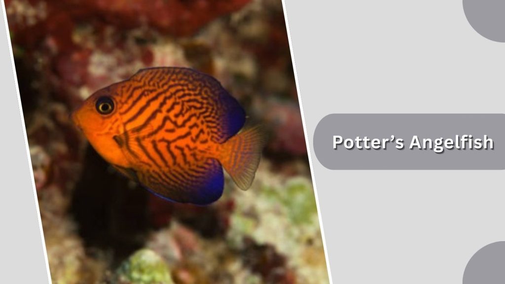 Potter’s Angelfish