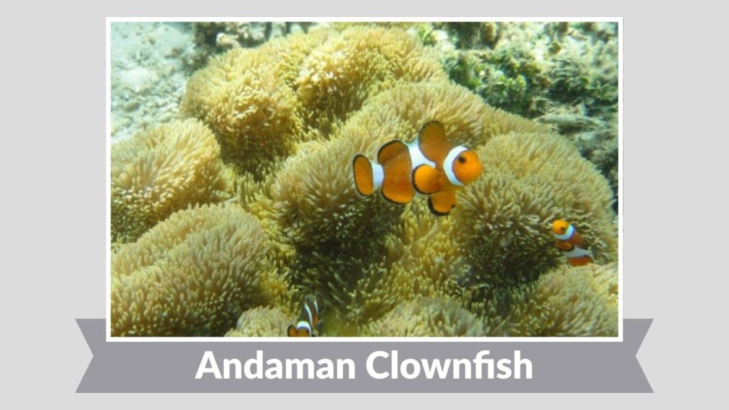Andaman Clownfish