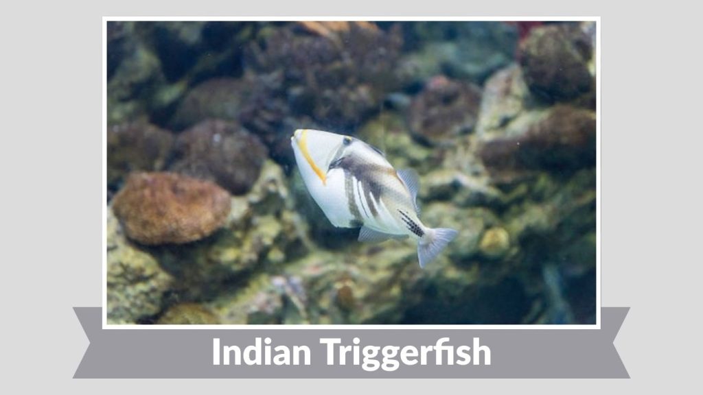 Indian Triggerfish