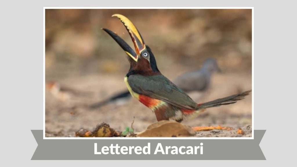 Lettered Aracari