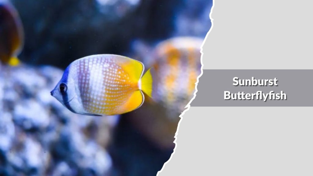 Sunburst Butterflyfish