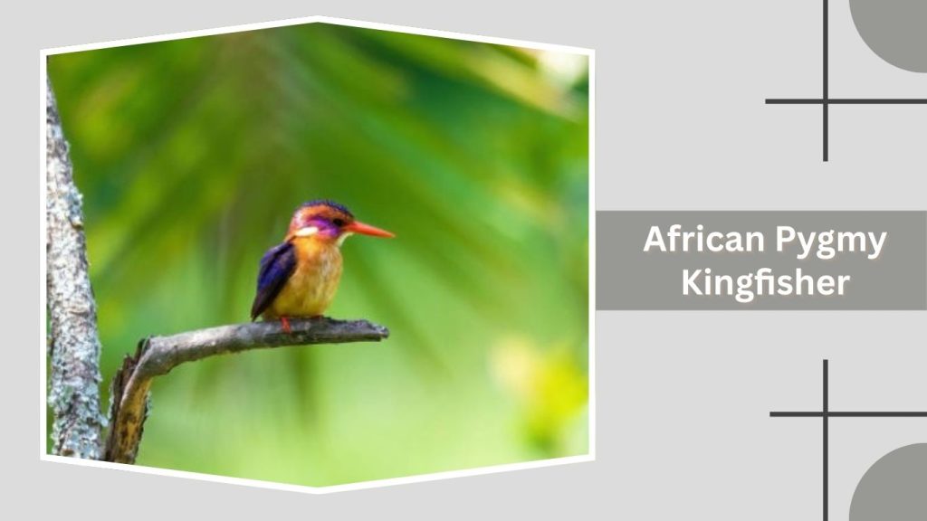  African Pygmy Kingfisher