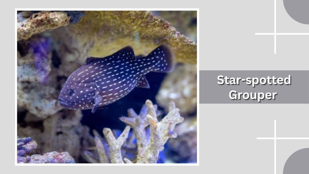 Star-spotted Grouper