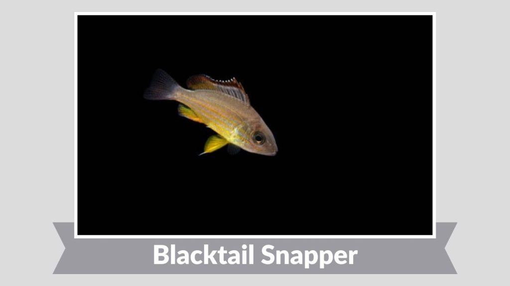 Blacktail Snapper