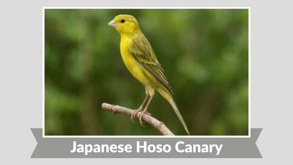 Japanese Hoso Canary