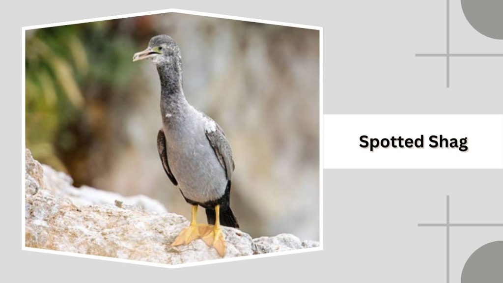  Spotted Shag