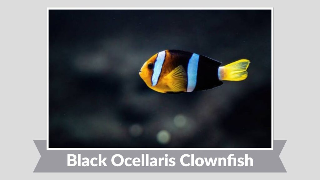 Black Ocellaris Clownfish