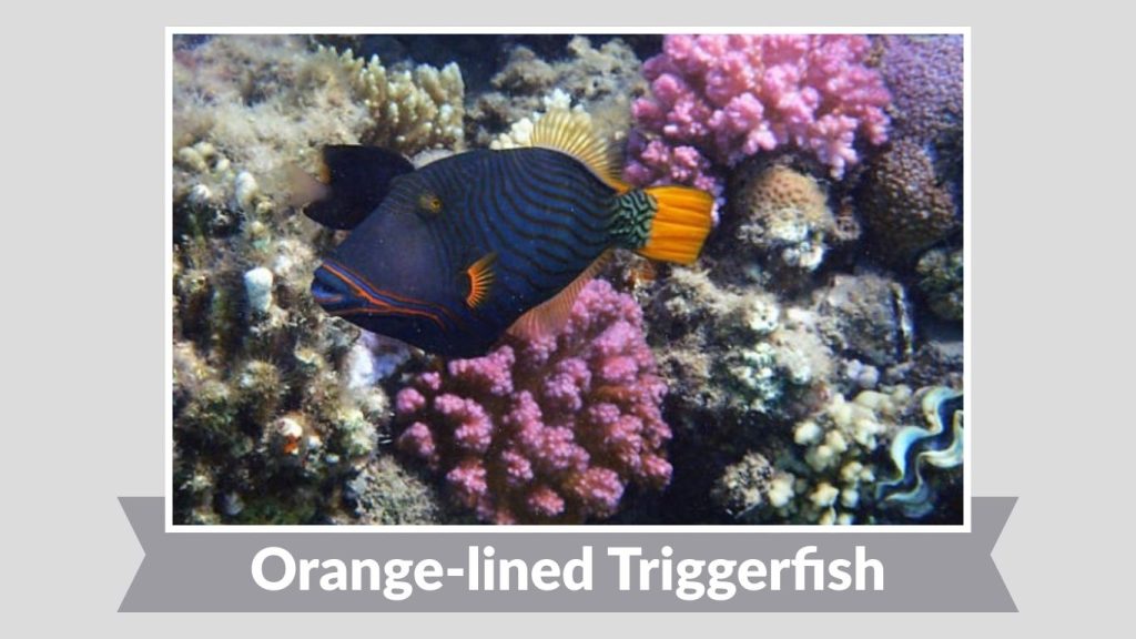 Orange-lined Triggerfish